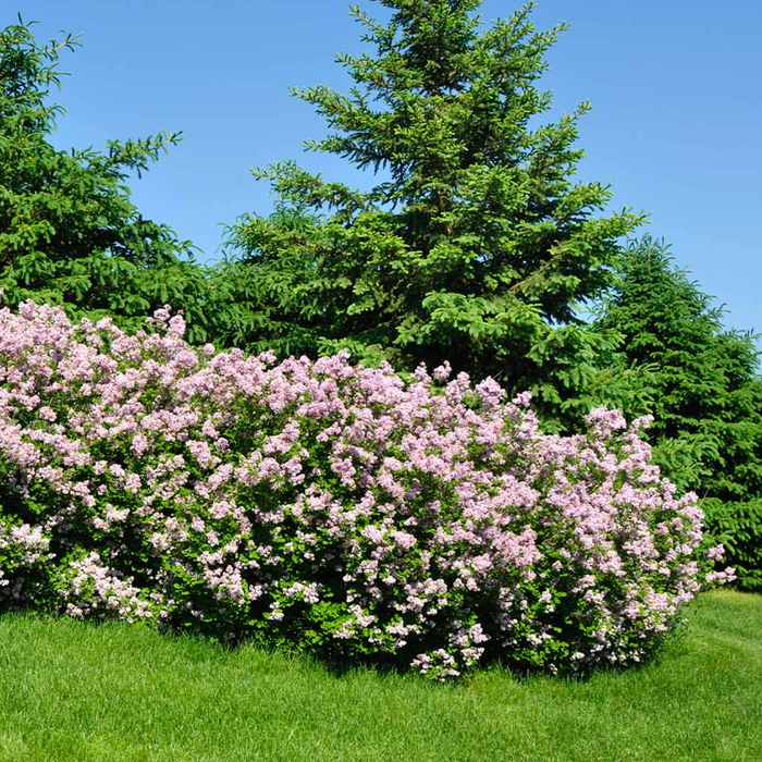 Miss Kim Lilac | Syringa patula