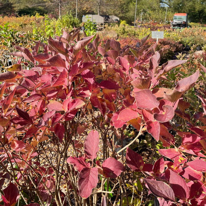 Miss Kim Lilac | Syringa patula