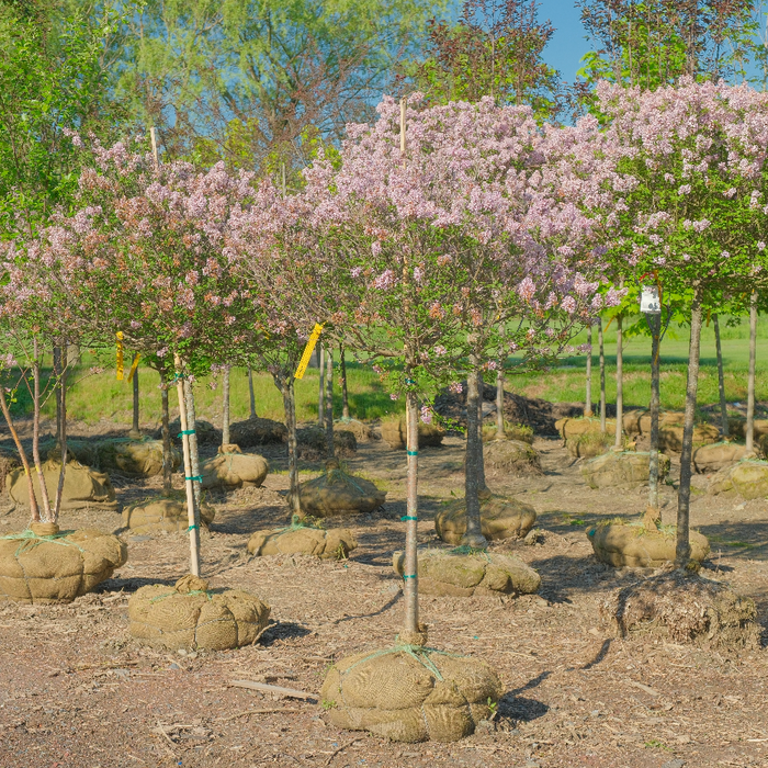 Miss Kim Lilac Tree | Syringa patula 'Miss Kim'