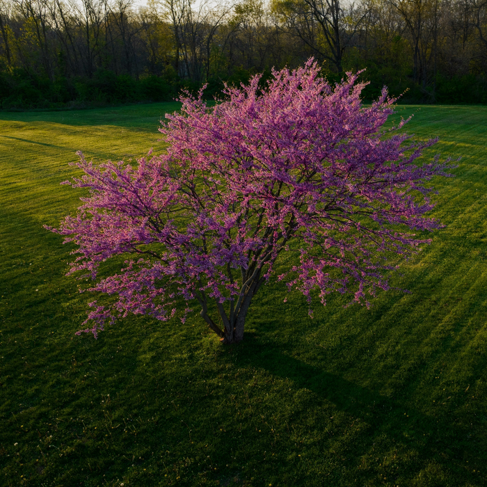 MN Strain Redbud Tree | Cercis canadensis