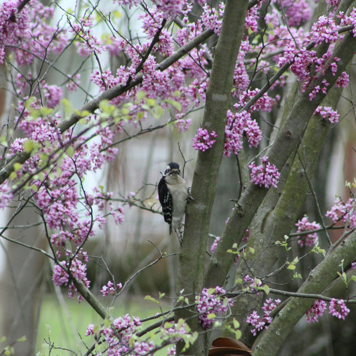 MN Strain Redbud Tree | Cercis canadensis