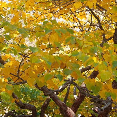 MN Strain Redbud Tree | Cercis canadensis