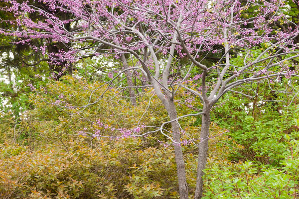MN Strain Redbud Tree | Cercis canadensis