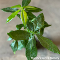 Money Tree | Pachira aquatica