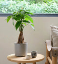 Money Tree