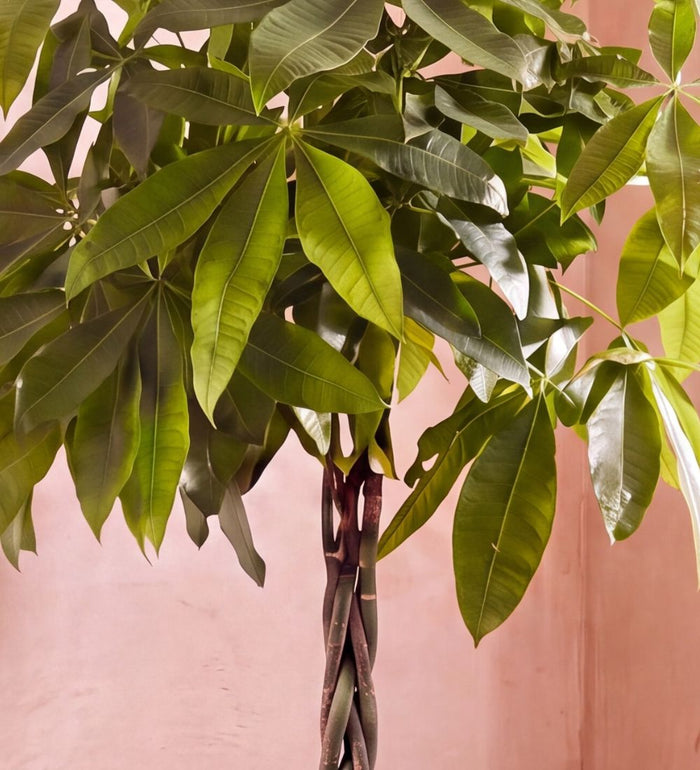 Close-up of Money Tree braided trunk and glossy green leaves