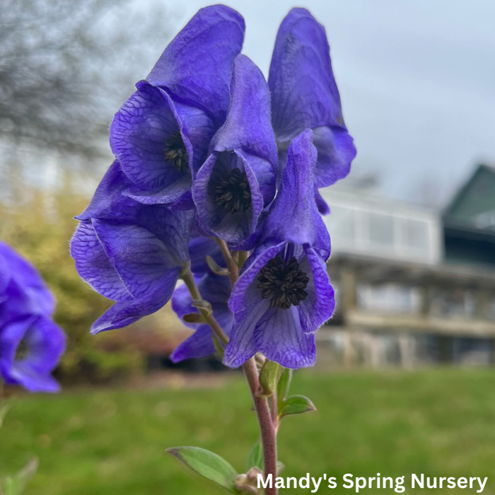 Monkshood napellus| Aconitum
