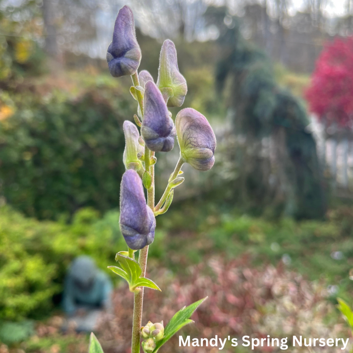 Monkshood napellus| Aconitum