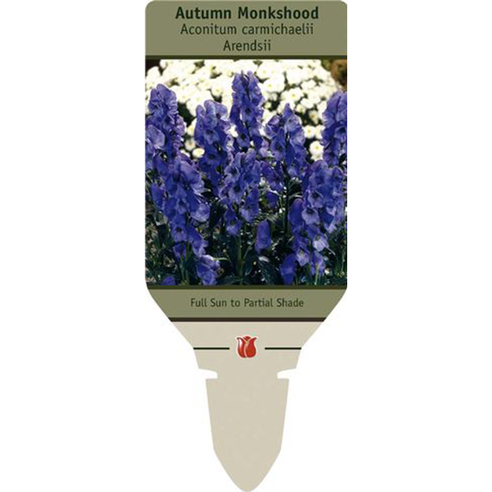Monkshood napellus| Aconitum