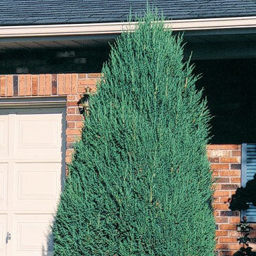 Mountbatten Juniper | Juniperus chinensis