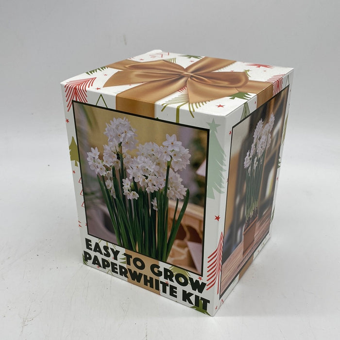 Narcissus Paperwhite Potting Kit