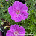 'New Hampshire Purple' Hardy Geranium | Geranium sanguineum