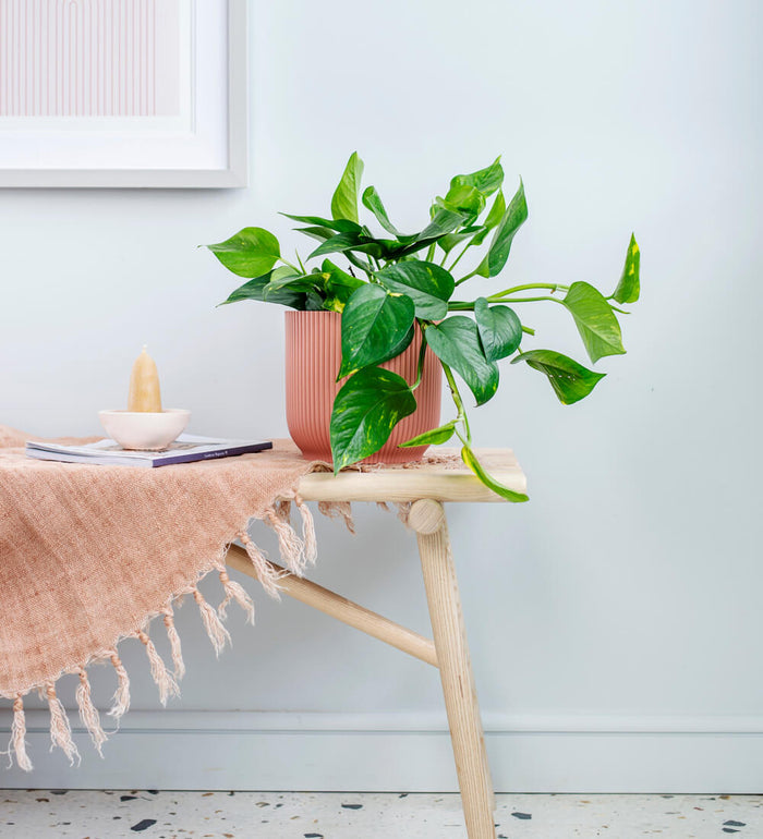 New Plant Parent Bundle