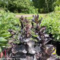 Night Embers Stonecrop | Sedum