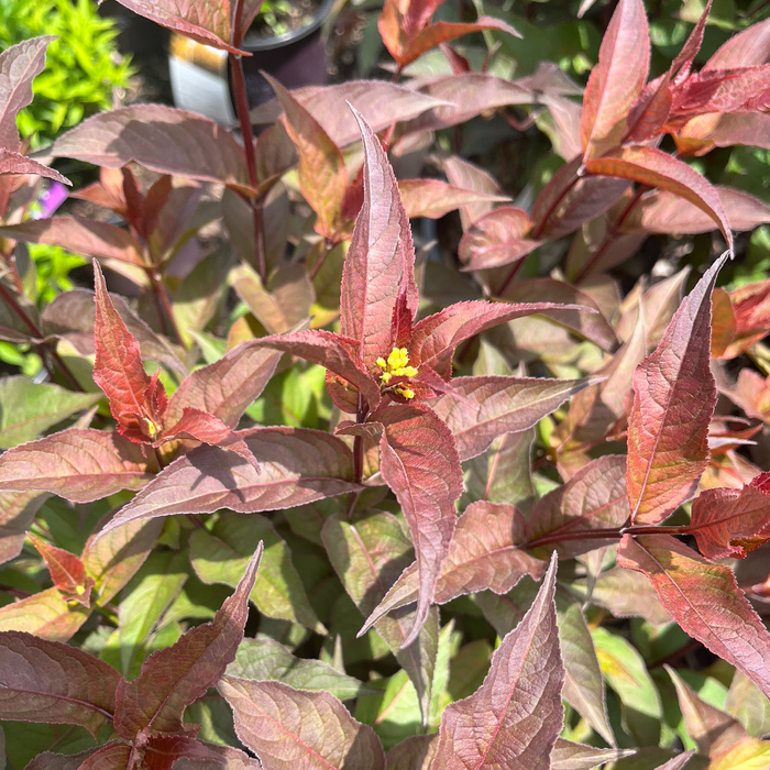 Nightglow' Honeysuckle | Diervilla Splendens