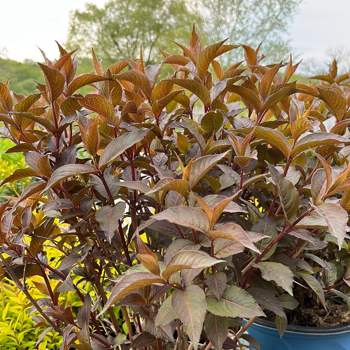 Nightglow' Honeysuckle | Diervilla Splendens