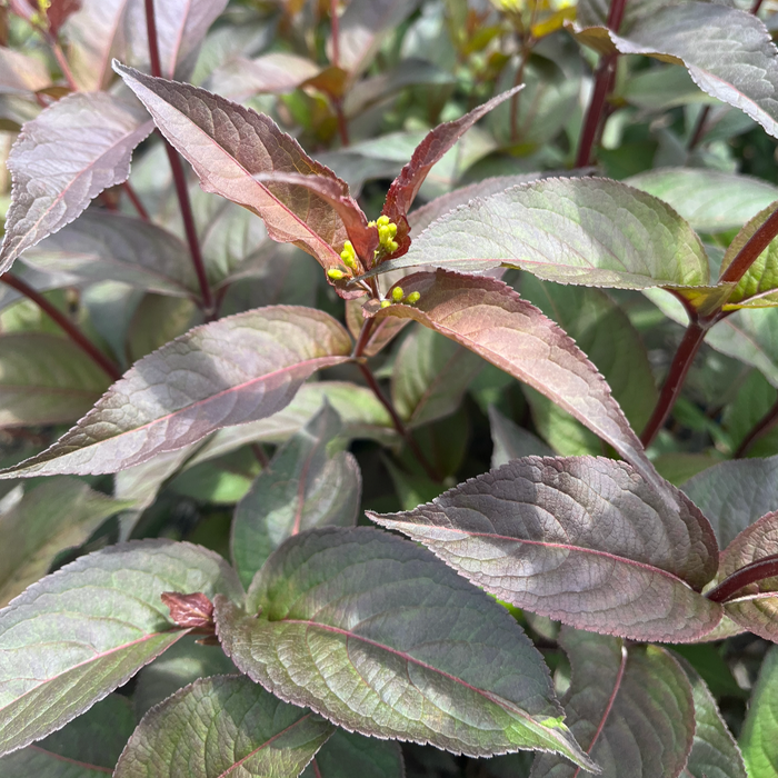 Nightglow' Honeysuckle | Diervilla Splendens