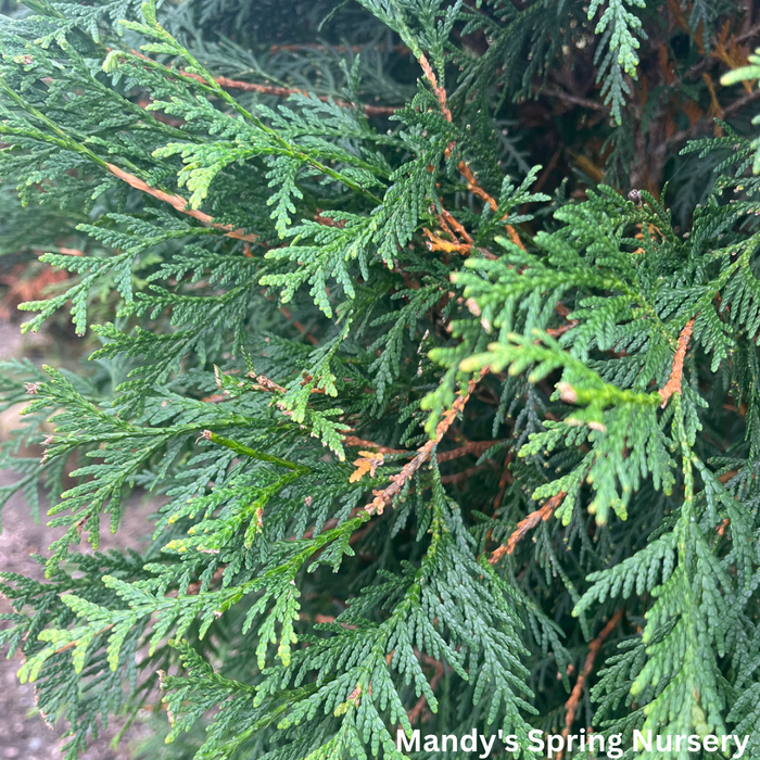 Nigra Dark American Arborvitae | Thuja occidentails 'Nigra'