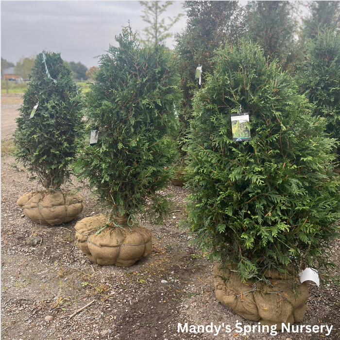 Nigra Dark American Arborvitae | Thuja occidentails 'Nigra'