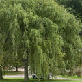 Niobe Weeping Willow | Salix alba 'Tristis'