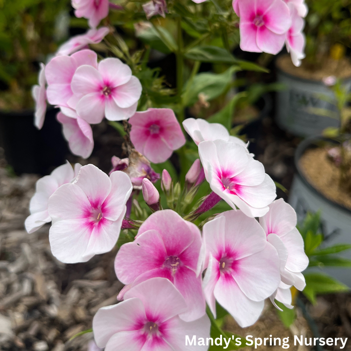 Opalescence Tall Garden Phlox | Phlox paniculata