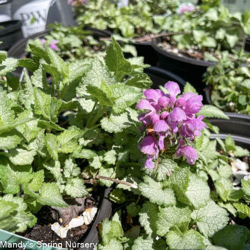 Orchid Frost Dead Nettle | Lamium