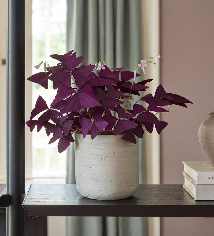 Oxalis Triangularis