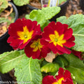 Pacific Hybrids English Primrose | Primula