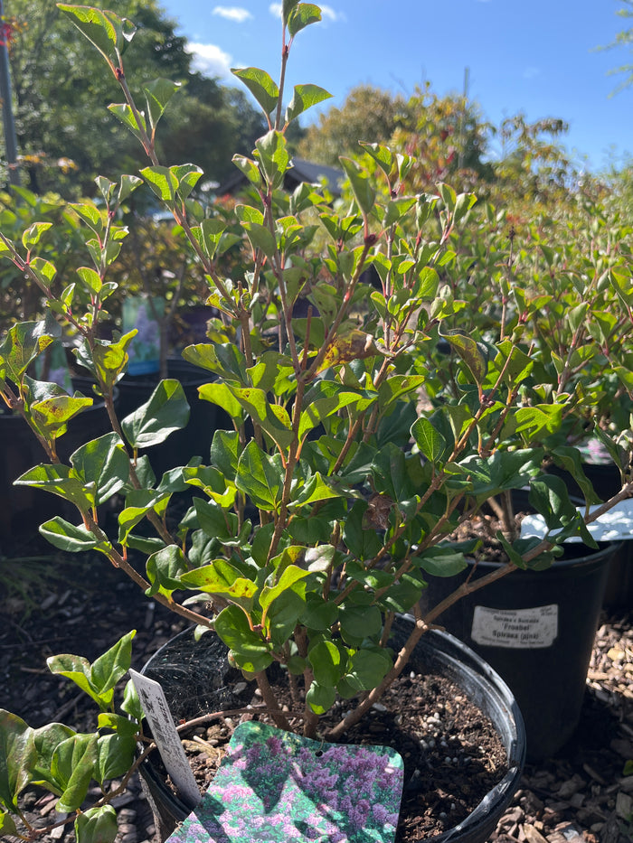 Palibin Dwarf Korean Lilac | Syringa meyeri