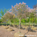 Palibin Dwarf Korean Lilac Tree | Syringa meyeri 'Palibin'