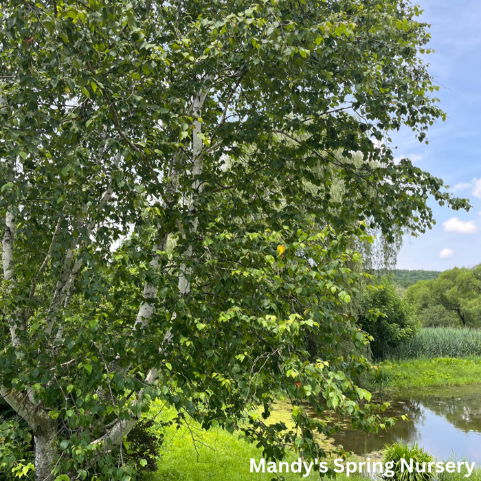 Paper Birch | Betula papyrifera 'Paper Birch'