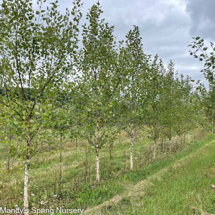 Paper Birch | Betula papyrifera 'Paper Birch'