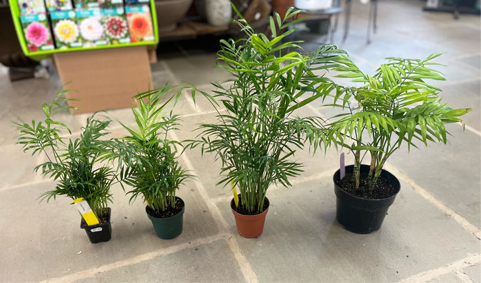 Parlor Palm | Chamaedorea elegans