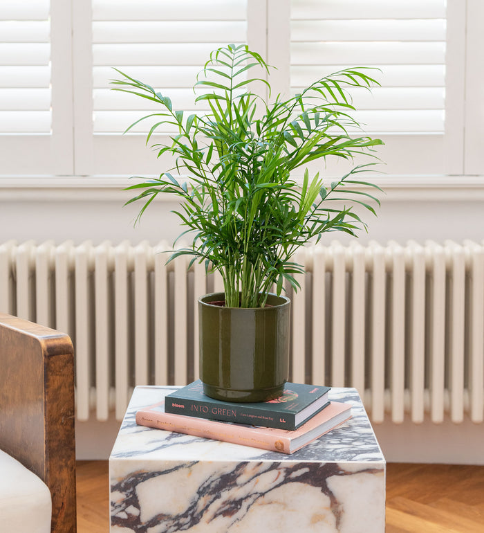 Parlour Palm