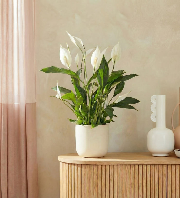 Peace Lily