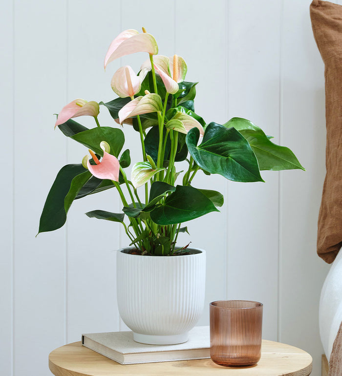 Peach Anthurium in Ceramic Pot