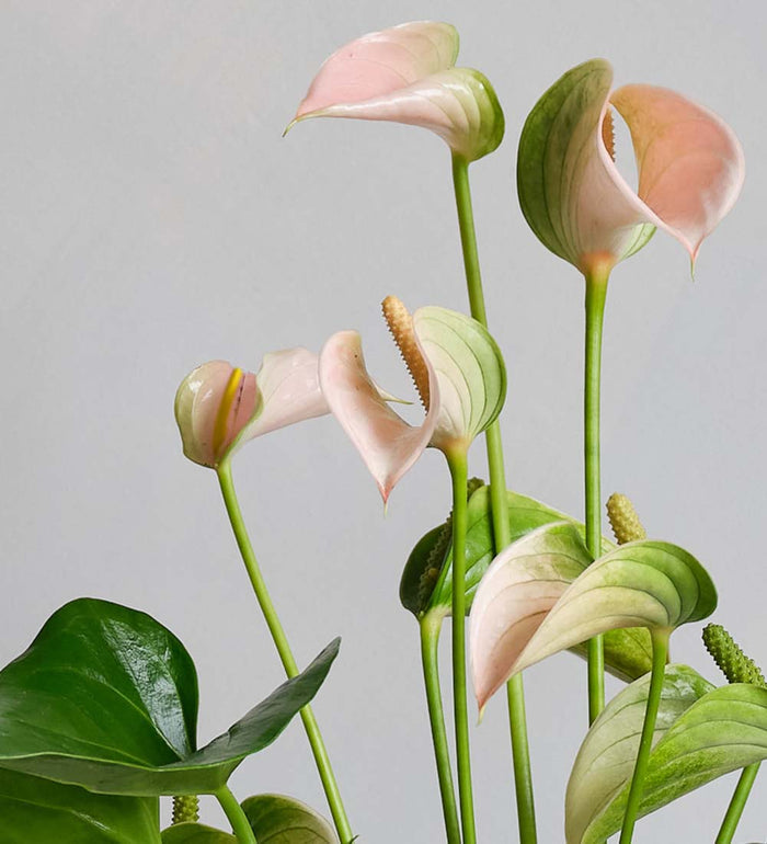 Peach Anthurium in Ceramic Pot