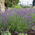 'Phenomenal®' English Lavender | Lavandula intermedia