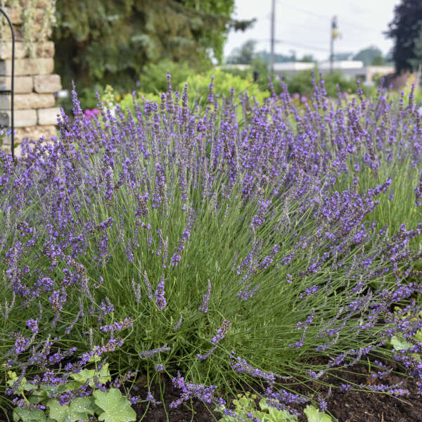 'Phenomenal®' English Lavender | Lavandula intermedia
