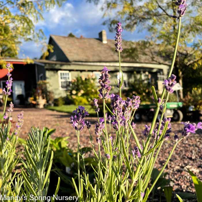'Phenomenal®' English Lavender | Lavandula intermedia