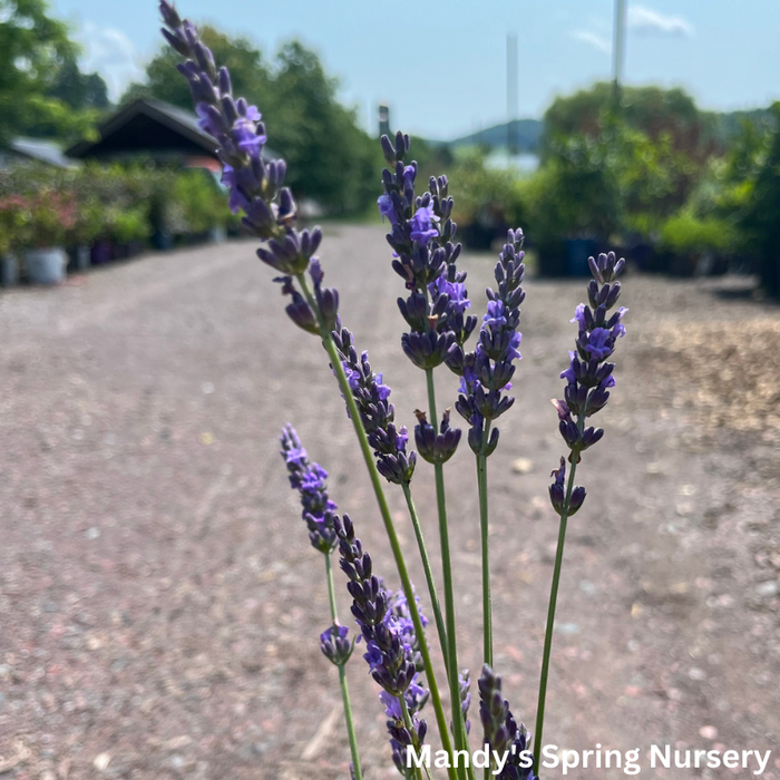 'Phenomenal®' English Lavender | Lavandula intermedia