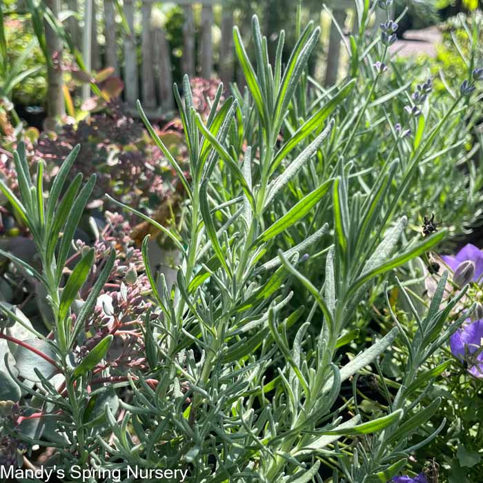 'Phenomenal®' English Lavender | Lavandula intermedia
