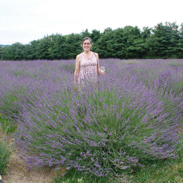 'Phenomenal®' English Lavender | Lavandula intermedia