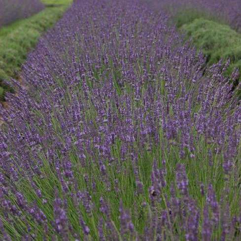 'Phenomenal®' English Lavender | Lavandula intermedia