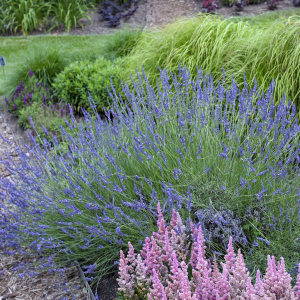 'Phenomenal®' English Lavender | Lavandula intermedia