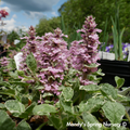 'Pink Lightning' Bugelweed | Ajuga reptans 'Pink Lightning'
