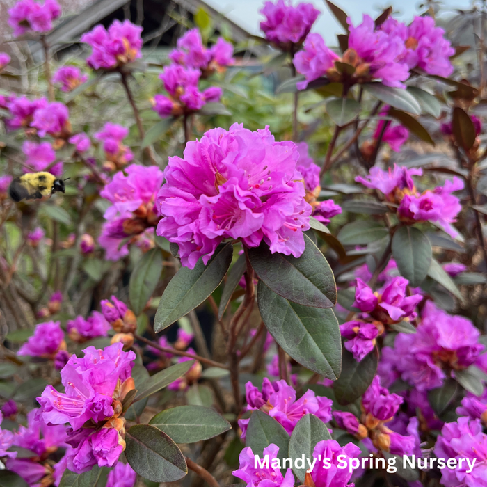 'PJM Elite' Rhododendron | Rhododendron
