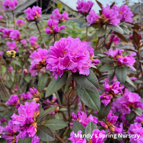'PJM Elite' Rhododendron | Rhododendron