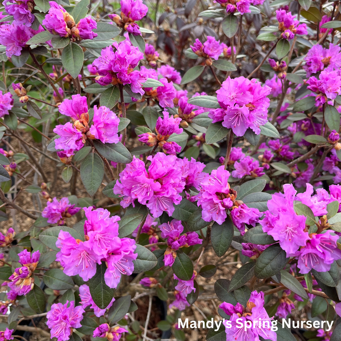 'PJM Elite' Rhododendron | Rhododendron