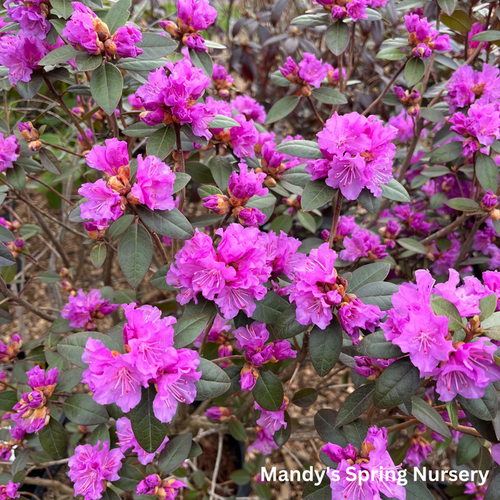 'PJM Elite' Rhododendron | Rhododendron